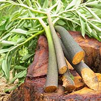 Key ingredients - Supports Healthy Post‑Meal Glucose Levels